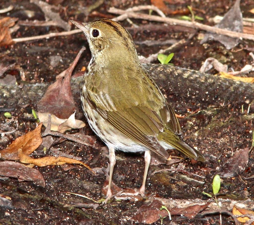 796 - OVENBIRD (3-7-13) key west tropical forest and botanical garden, key west, monroe co, fl (4) by Sloalan is marked with CC0 1.0